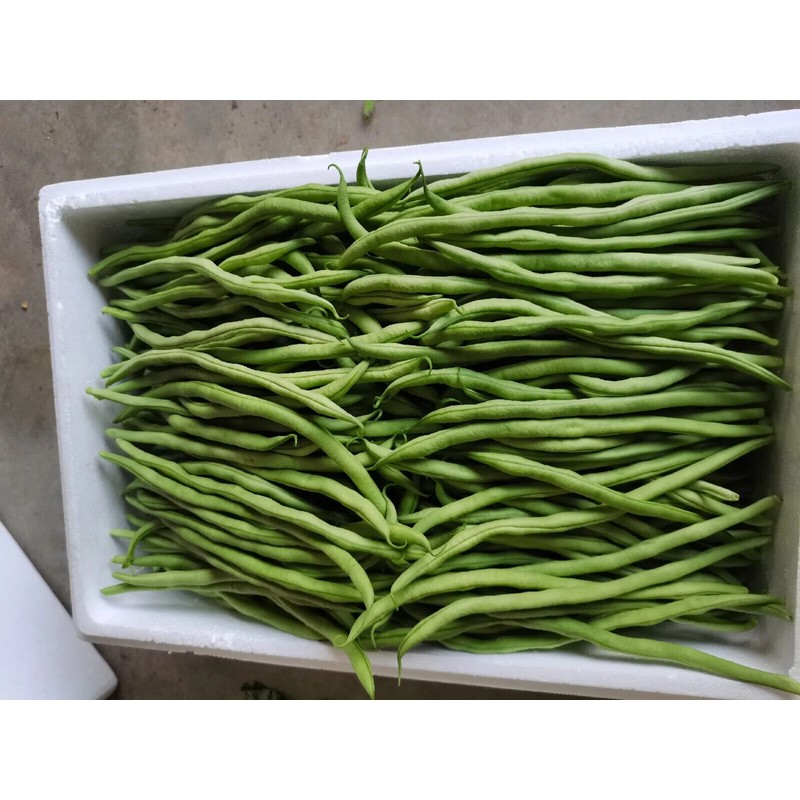 ATLAS Asparagus Bean -Atlas Long Slim