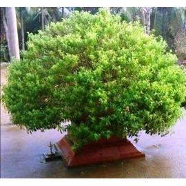 CEMEHA SEEDS - Seeds Ornamental Holy Basil Tulsi Thai Indoor Green Non GMO Herbs for Planting