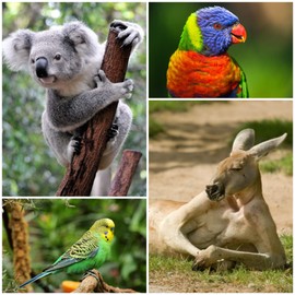 ANIMALS OF AUSTRALIA postcard set with 8 different animal cards of koalas, kangaroo and Australian birds