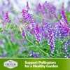 Hairy Vetch Seeds for Planting - 5 Packets with Instructions