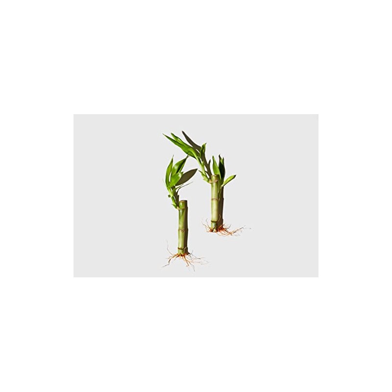 LATHER Bamboo Lemongrass Body Crème, 7 Ounce - Rich, Rejuvenating