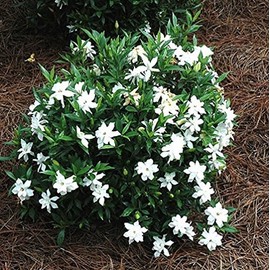 (1) - Frost Proof Gardenia - Starter Plant (5L) (1 Live Plant)