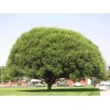 CZ Grain Four Globe Willow Tree Cuttings - Fast Growing