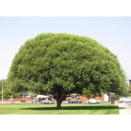 CZ Grain Four Globe Willow Tree Cuttings - Fast Growing Shade or Privacy - 4 Live Trees