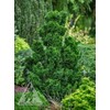 House of Bonsai Thoweil Hinoki Cypress (Chamaecyparis obtusa ‘Thoweil’) Pre-Bonsai