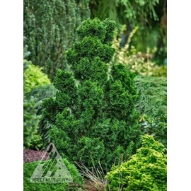 House of Bonsai Thoweil Hinoki Cypress (Chamaecyparis obtusa ‘Thoweil’) Pre-Bonsai Tree,  I Gal