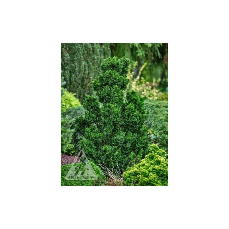 House of Bonsai Thoweil Hinoki Cypress (Chamaecyparis obtusa ‘Thoweil’) Pre-Bonsai