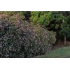 Abelia Grandiflora Edward Goucher | 1 Large Gallon Size Plant