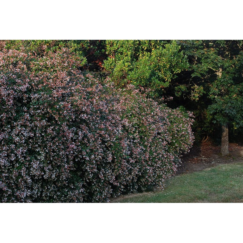 Abelia Grandiflora Edward Goucher | 1 Large Gallon Size Plant