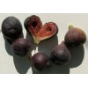 Chandelier Craft & Gardening Black Mission Fig Fruit Tree Twig