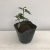 Hanamidori Laurel Seedling 4.1 inch (10.5 cm) Pot, 1 Strain