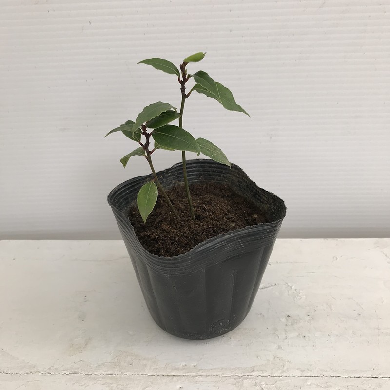 Hanamidori Laurel Seedling 4.1 inch (10.5 cm) Pot, 1 Strain