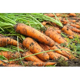5000 KURODA Shin Carrot Seeds Heirloom - Non-GMO - Always Fresh Seeds! - Seeds for Vegetable Garden