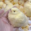 Taba Squishy Chick Toy, Ultra Soft Taba Chicken Squishy Squeeze
