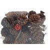 Oberle 80582 Christmas Pine Cones Cones and Accessories Various Sizes