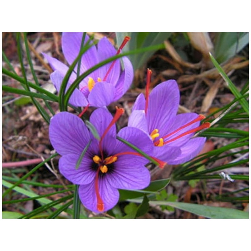 10 Saffron Sativus Crocus Corms - Instructions Will be Included