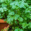 Leisure Splits Cilantro Seeds - 1 Lb - Non-GMO Herb