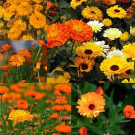Garden Plant Seed Flower Seed Calendula Seeds 200Pcs Calendula Pacific Beauty Seeds Mix Pot Marigold Variety