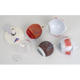 3B Scientific Eye 3 Times Full Size 6 Part + free Anatomy App - 3B Smart Anatomy F15