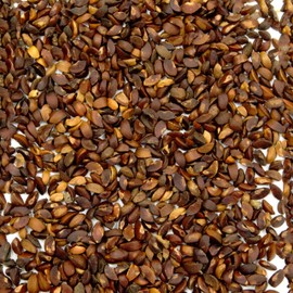 Palm Beach Medicinal Herbs - Amla (Emblica officinalis) - Packet of 10 Seeds