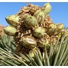 Yucca brevifolia (Joshua Tree, Yucca Palm, Tree Yucca) Tree Seed,
