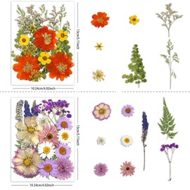 Buzidao Dried Pressed Flowers, Real Natural Pressed Flowers for Resin Nail Art Scrapbooking Candle Jewelry Making Real Dried Pressed Flowers Resin Supplies Kit (Multi Color-2)
