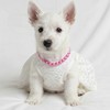 Ymapinc Chunky Pearl Pink Dog Collar, Adjustable Pearl Necklace for