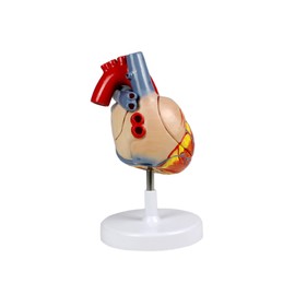 Science Resource S09020 Human Heart Model - 4 Parts | 2X Life-Size | Shows External and Internal Anatomy Detail with Ventricles, Atria, Valves, Veins and Aorta | Labelled Diagram Included