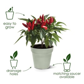 Elho Green Basics 11 Growpot, Indoors and Outdoors