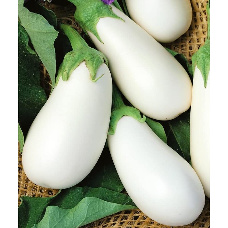 CEMEHA SEEDS - Seeds Eggplant White Thai Aubergine Non GMO