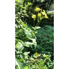 Cup Plant Seeds (Silphium perfoliatum) 40 Seeds (1 Grams)