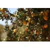 Naiad Argan Oil 0.2 fl oz (7 ml)