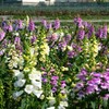 Outsidepride Foxglove Mix - 1/8 LB