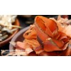 Sokai no Additive Roasted Dashi (100% Natural Material), 1.7 oz