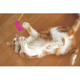 Cat Jarashi, Set of 2