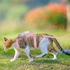 Plliocse Verstellbares Katzengeschirr und Leine, Set mit Rucksack, leichtes Katzengeschirr