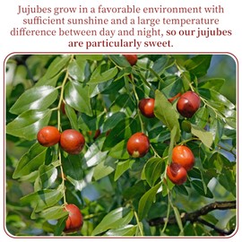 Wanhua Hall Premium Chinese Red Dates Jujube 17.64 oz/500g Large-Size Plump Jujube Red Dates Sweet and Chewy Dried Fruit No Added Natural Snacks Suitable for Soup 红枣 红枣干 新疆大枣