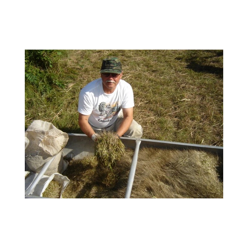 Pietron Family 1 lb. Wild Rice Minnesota Hand Harvested Wood