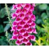 22Day Seeds: Seeds Mullein Foxglove/Spanish Digitalis thapsi/Annual Flowers