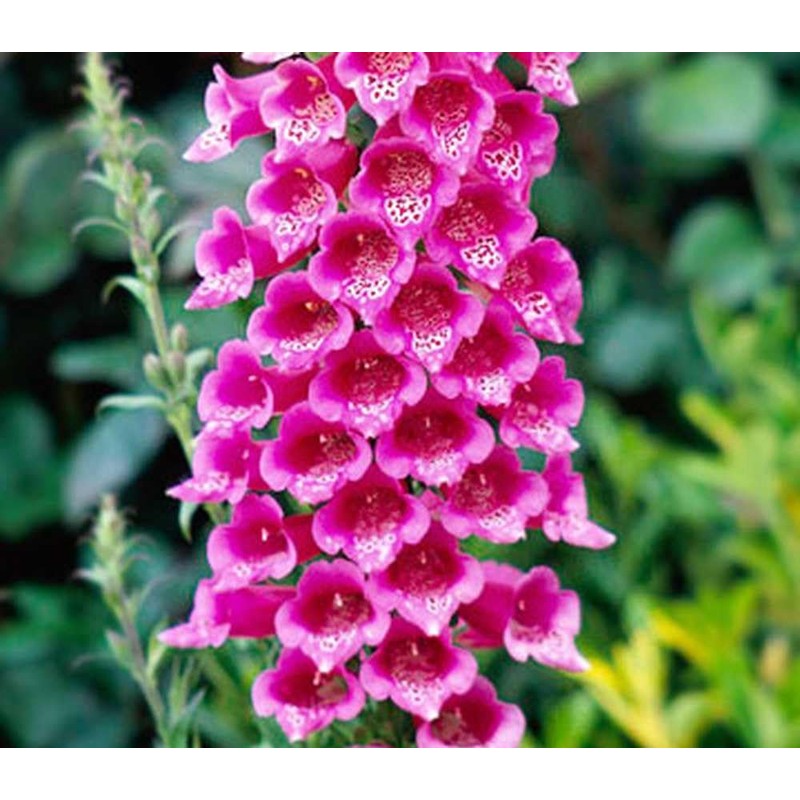 22Day Seeds: Seeds Mullein Foxglove/Spanish Digitalis thapsi/Annual Flowers