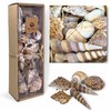 MIJOMA Decorative Shell Set - Natural Shells for Creative Decoration