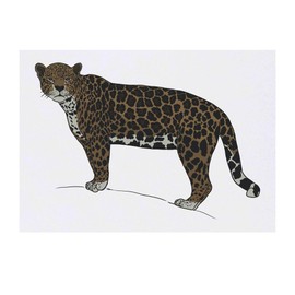 'Jaguar Stare' Temporary Tattoo - Water Resistant, Skin-Safe, Non-Toxic Transfer (TO00084977)