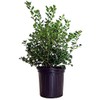 Ilex X meserveae 'China Girl' (Holly) Evergreen, 2 - Size