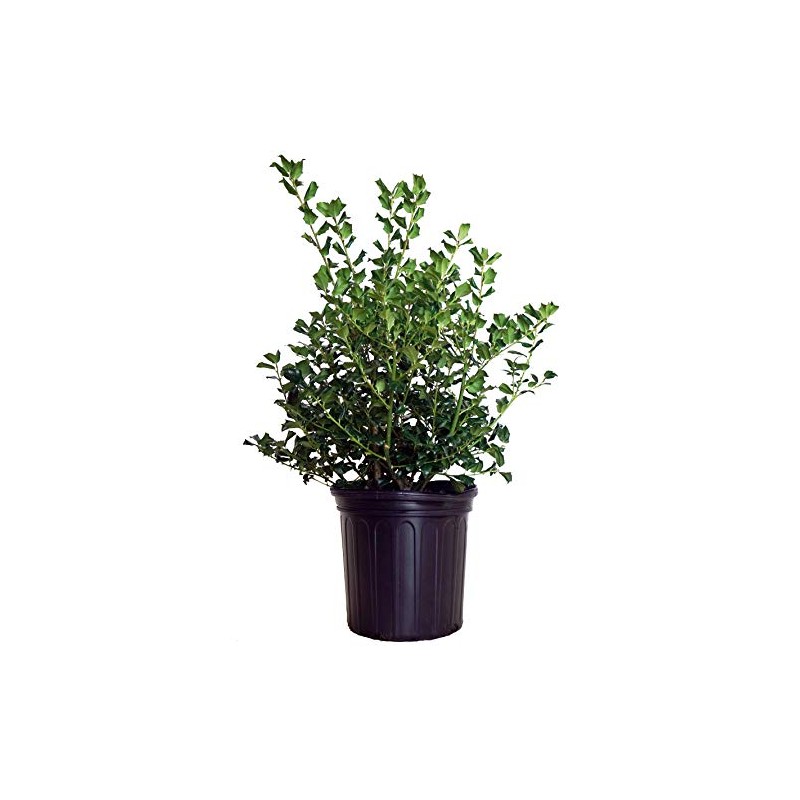 Ilex X meserveae 'China Girl' (Holly) Evergreen, 2 - Size