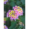 200Pcs Lantana Camara Flower Seeds, Rare Perennial Herb