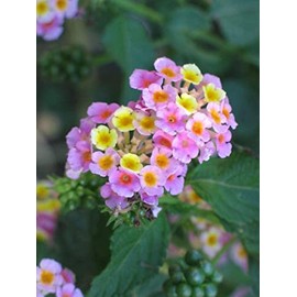 200Pcs Lantana Camara Flower Seeds, Rare Perennial Herb