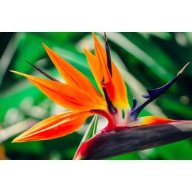 Bird of Paradise Hawaii Strelitzia Starter Plant A