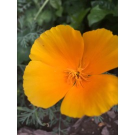 150+ California Orange/ Yellow Poppy Eschscholzia Seeds