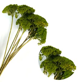 Yarrow / Achillea Green Coloured | Approx. 10 umbels | Large Heads for Scales 1:50 to 1:500 | Architecture | Model Making Crafts Dioramas Parker Trees Shrubs Landscape Forests