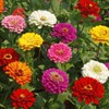 Zinnia California Giant Flower Seeds, Bulk Pack 8 Oz, 22,000+